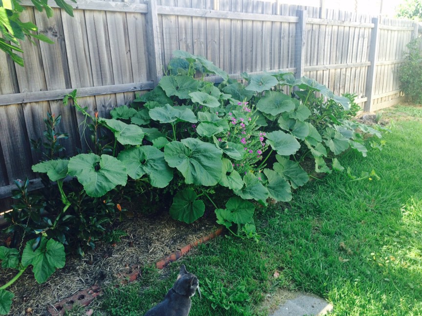 Pumpkin Taking Over